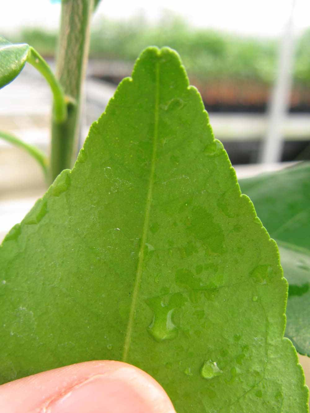              Margin (Phillip Rucks Citrus Nursery, Frostproof, FL)       